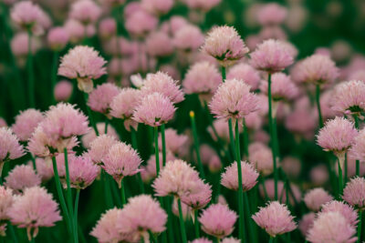 Plants and Flowers